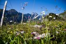 Alpine flowers