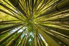 Bambusperspektive