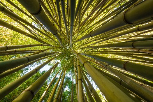Bamboo perspective