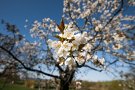 Cherry blossom in focus